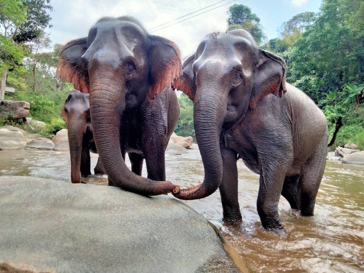 Happy #ElephantAppreciationDay!