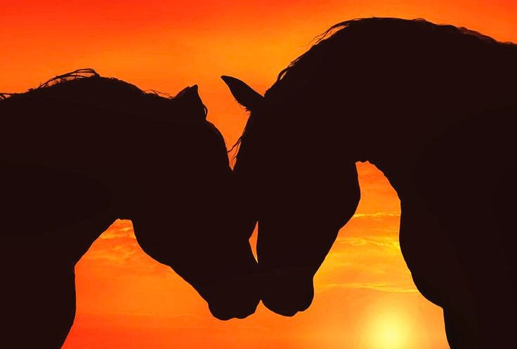martinelefort1's tweet photo. Good evening 🙏 ✨ ☺
#beloved
#BeKind
#eachothers
#smile
#BeHappy
#evening #outside #animals #horses #sunset https://t.co/T0iMxZSD8U