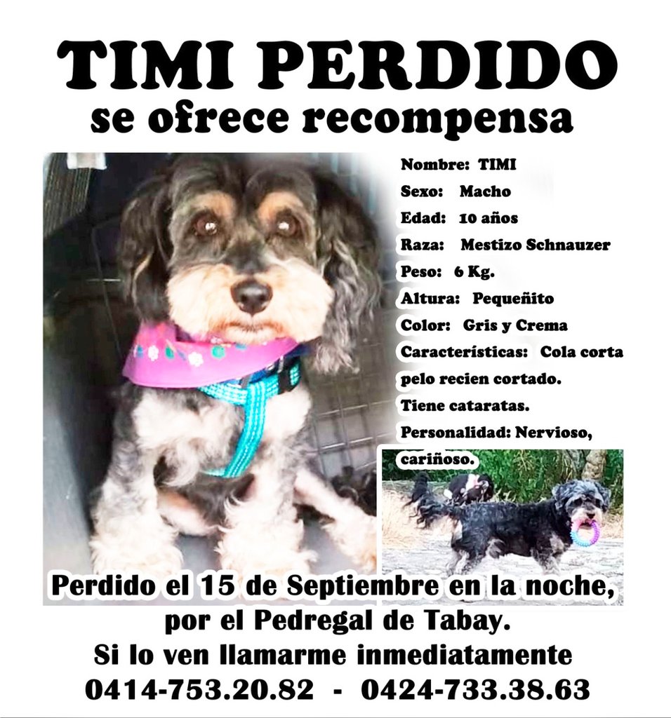 Mary_Jar's tweet photo. Atención! Amigos de #Mérida #Tabay Seguimos en la búsqueda de Timi. Un abuelito perruno perteneciente a la manada de @SOSFaunaMerida .Se extravió hace 5 días en El Pedregal de Tabay, luego de un apagón en horas de la noche. 
Agradezco máxima difusión..😭
@Ma_Elisa_G https://t.co/SBsL6xgSKv