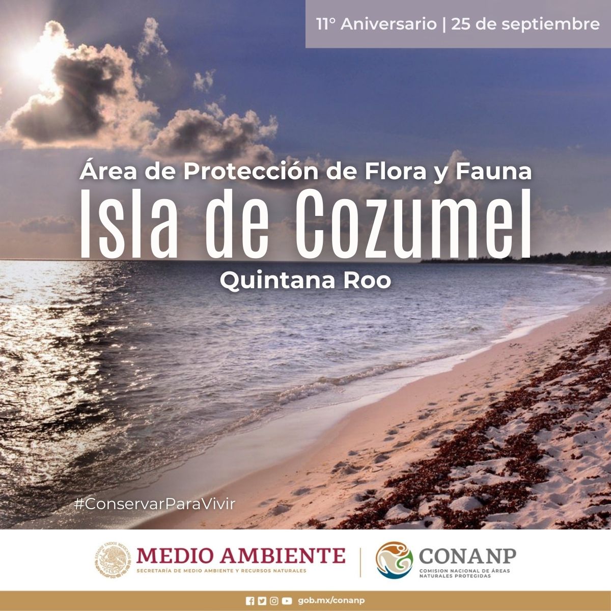 🥳 Se cumplen 11 años del decreto como #ANP del APFF #IslaCozumel, en Quintana Roo. 🏝️

Lugar que se caracteriza por sus especies endémicas y migratorias. Además, es un sitio importante para el desarrollo del caracol rosado. 🐚

#ConservarParaVivir 🐢🌊🦎🦝🌿🦋🦈🐡🐠🐟🪸🐬