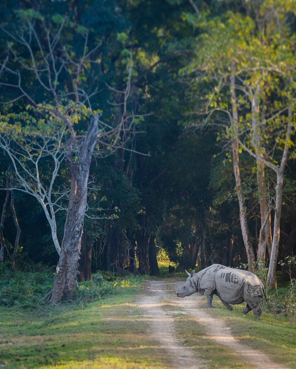 “World Rhino Day”.
#RhinoConservation #RhinoDay #rhinoceros #conservation #IndiAves #save #SaveTheRhinos #SonyAlpha #NaturePhotograhpy #NatureBeautiful #naturelovers #wildlifephotography