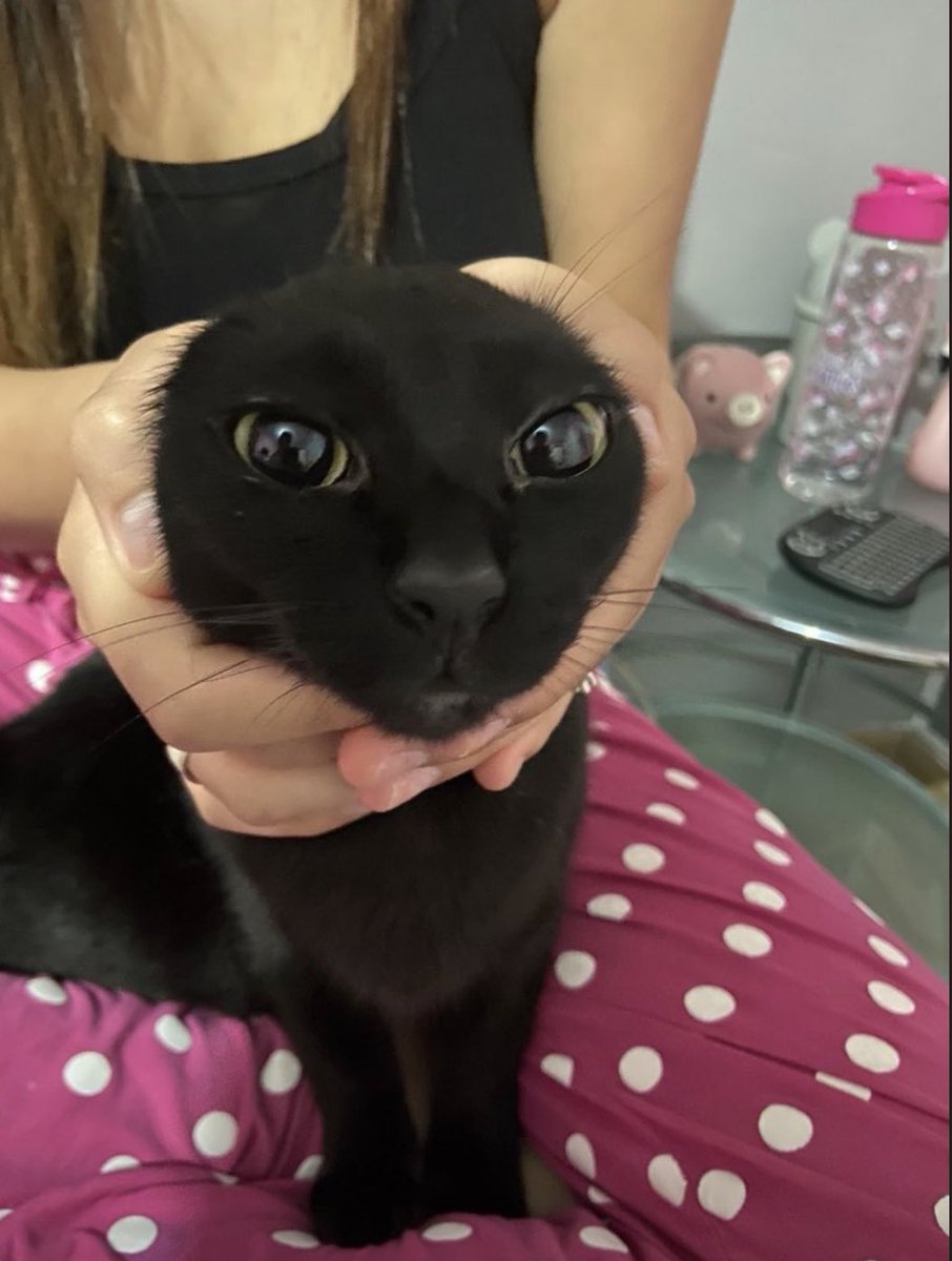 Why you should have a cat (@shouldhavecat) on Twitter photo 