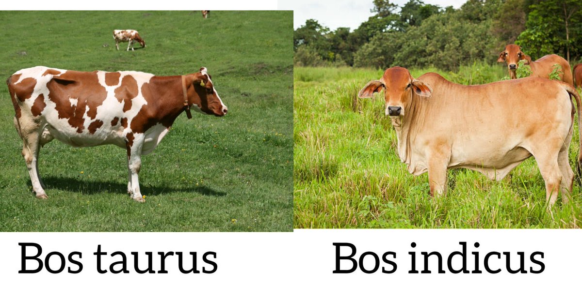 AgriExperts's tweet photo. Over 1000 breeds of cattle are recognized worldwide.
Cattle are of two main types,
1. Bos #indicus cattle - adapted to hot climates parts of the world such as India, Africa and South Asia.
2. Bos #taurus- are generally adapted to cooler climates, Europe and northern Asia https://t.co/glKAJD7dgt