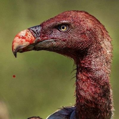 ToniDu1978's tweet image. Nós acreditamos na virada, SIM!
Acreditamos porque somos todos. Somos uma Nação. Somos Flamengo!
Neste domingo, mais do que nunca, jogaremos juntos no Morumbi. Vamos cantar e empurrar o time para o titulo.
Onde quer que estejamos.
#ConteComigoMengao #Flamengo