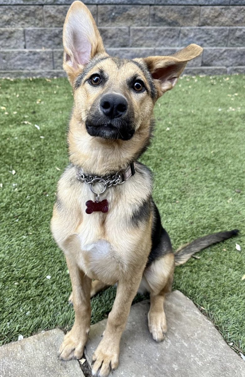 Dog Gone Seattle #Adopt tweet media