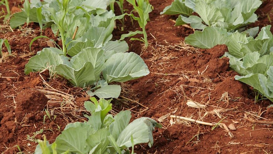 NextBillion's tweet image. Press Release via @AfDB_Group: African Development Fund Approves $20 Million to Improve #Business Environment and Drive Investments to Climate-Smart Agriculture in #Mozambique:

bit.ly/3EMyYGn

#AfricanDevelopmentFund #ClimateSmartAgriculture #SMEs