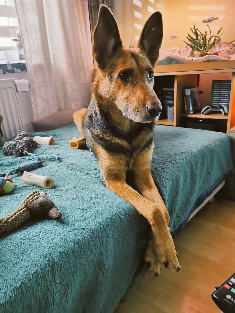 Paco_Bealy_Jane's tweet photo. Der heutige Hausgast in der Casa der Ladies, Don Hugo 🐶
#PacoBealyundJane #Hugositting #KleinHugo https://t.co/uaGXj1HBwo