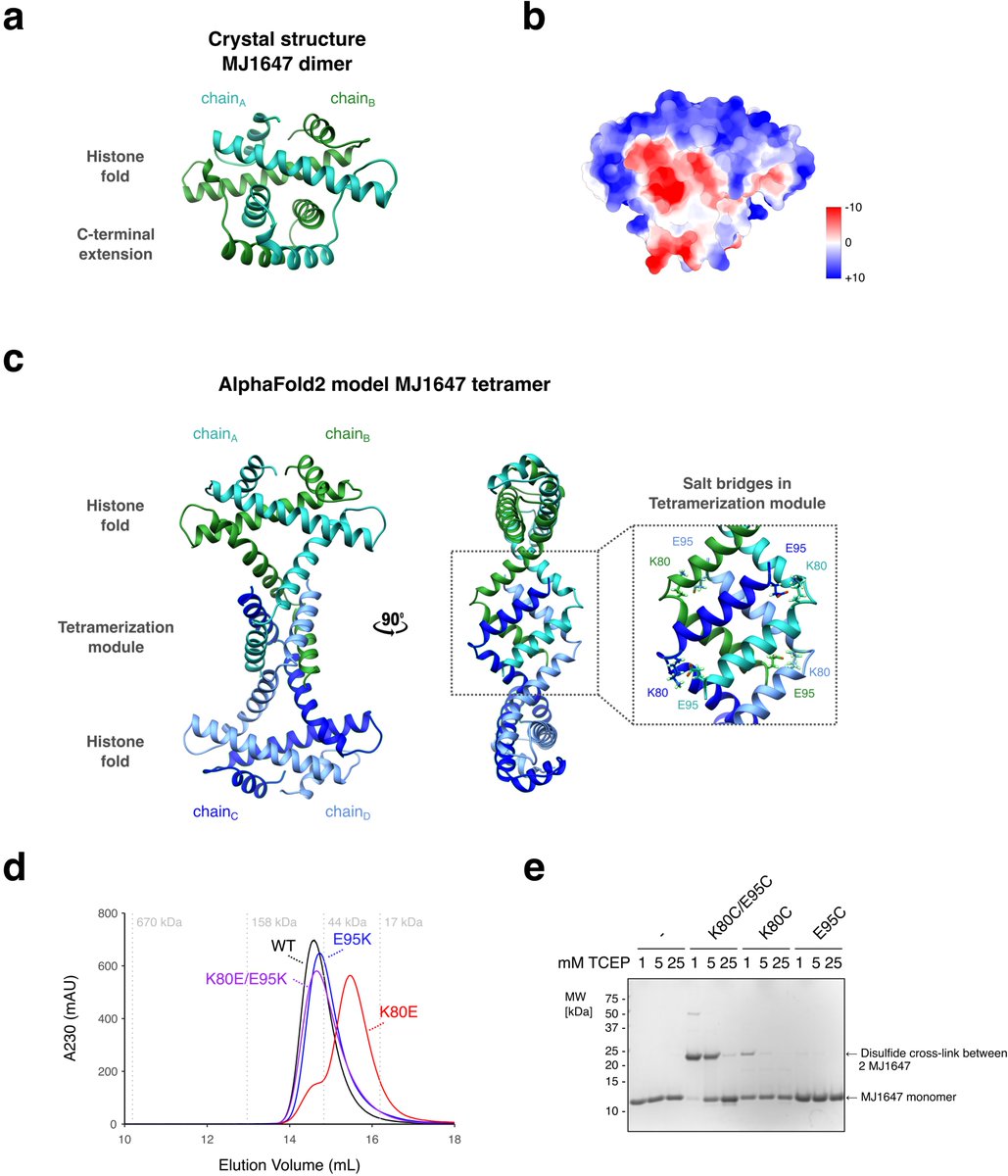 Fabian Blombach (@fblombach) on Twitter photo Our paper on a DNA-bridging histone variant from archaea is out! Great collaboration with Remus Dame lab!! When AF2 predictions and biochemical data support a tetramer, but the crystal structure shows a dimer conformation ... nature.com/articles/s4200…
<a href="/DameLab/">Remus T. Dame</a> @SammyBoterhammy Our paper on a DNA-bridging histone variant from archaea is out! Great collaboration with Remus Dame lab!! When AF2 predictions and biochemical data support a tetramer, but the crystal structure shows a dimer conformation ... nature.com/articles/s4200…
<a href="/DameLab/">Remus T. Dame</a> @SammyBoterhammy