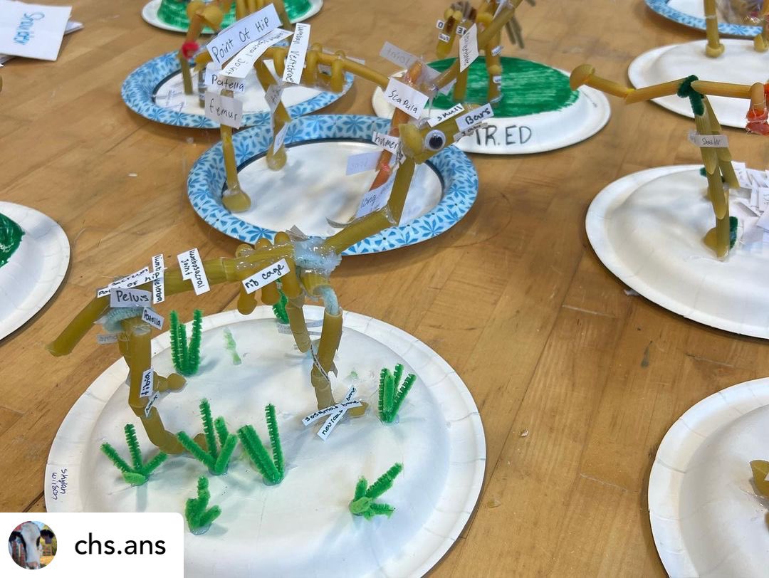 cloverhighcte's tweet photo. Equine Science created pasta horse skeletons where they got to learn more about the equine skeletal system! They were to create a standing model out of a variety of pasta noodles + label 36 bones! Did you know that horses have around 205 bones in their whole body? 🦴🐴 https://t.co/IFKBKdQbsq