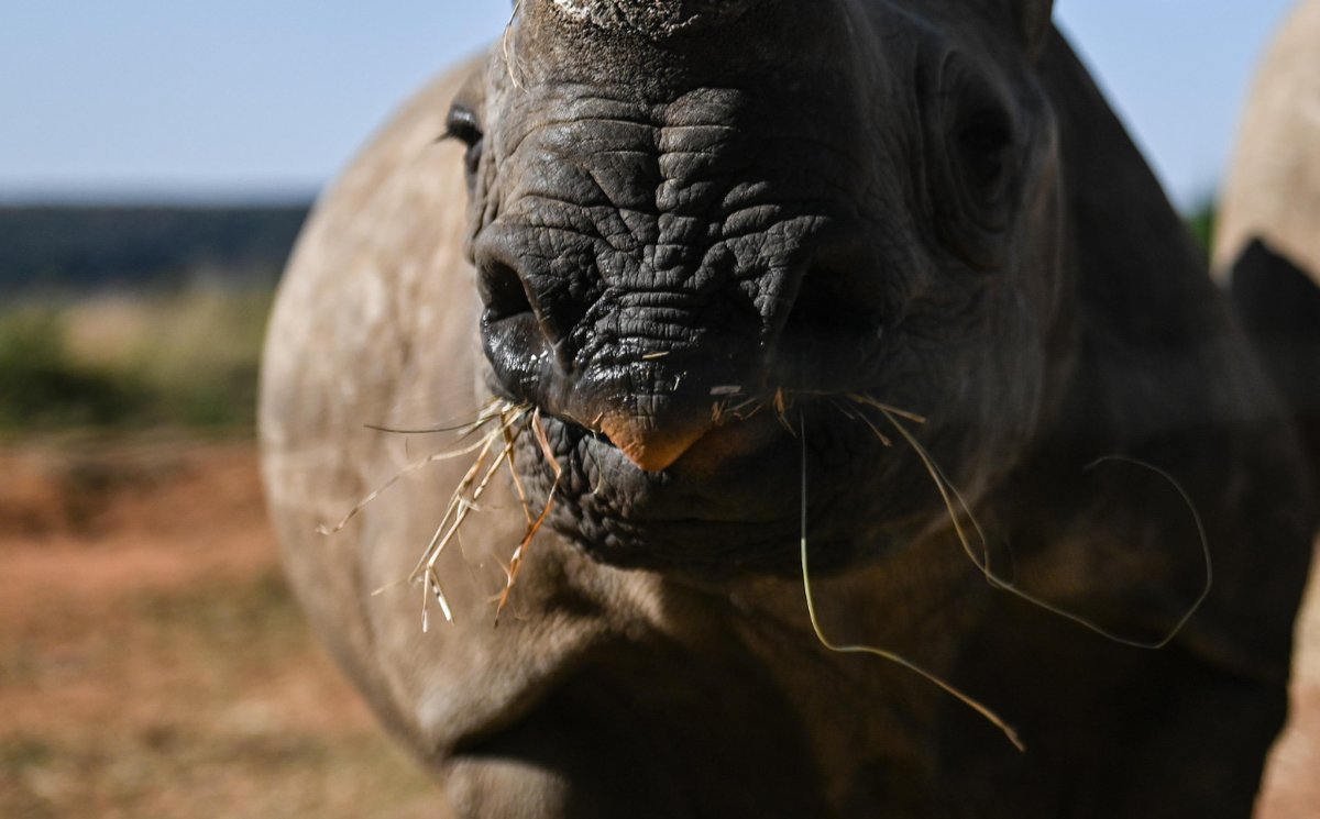 🦏 Happy #WorldRhinoDay 🦏

Despite poaching and habitat loss greatly impacting #rhino populations, our partnered projects are fighting for a brighter future for this species. 🌟

Want to volunteer to #SaveTheRhino, click the link: mtr.cool/ypoldzdliw

#rhinoconservation