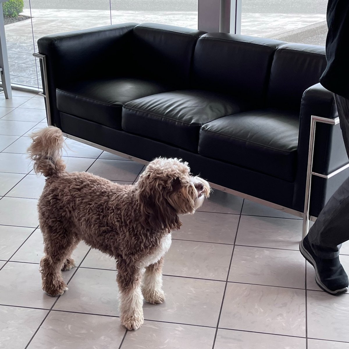 vipmazda's tweet image. Thank dog it's Friday!!! Howie, our Director of Pawperations🐾said it's been a good week, so we're happy!!

#tgif #officedog #vipfamily