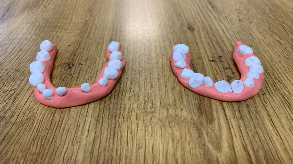 rossmore_school's tweet photo. Look at these beauties. Year 4 have been learning about the different types and functions of teeth. #teeth #molars #incisors https://t.co/ZHgiwRelLh