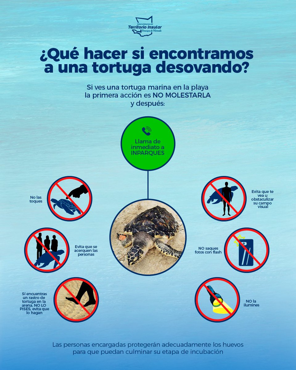 AzulVenezuela's tweet photo. ¿Qué hacer si encuentras una tortuga desovando en Los Roques? Sigue todos estos pasos, y cuidemos a esta hermosa e importante especie https://t.co/5bFKkG9Hgm