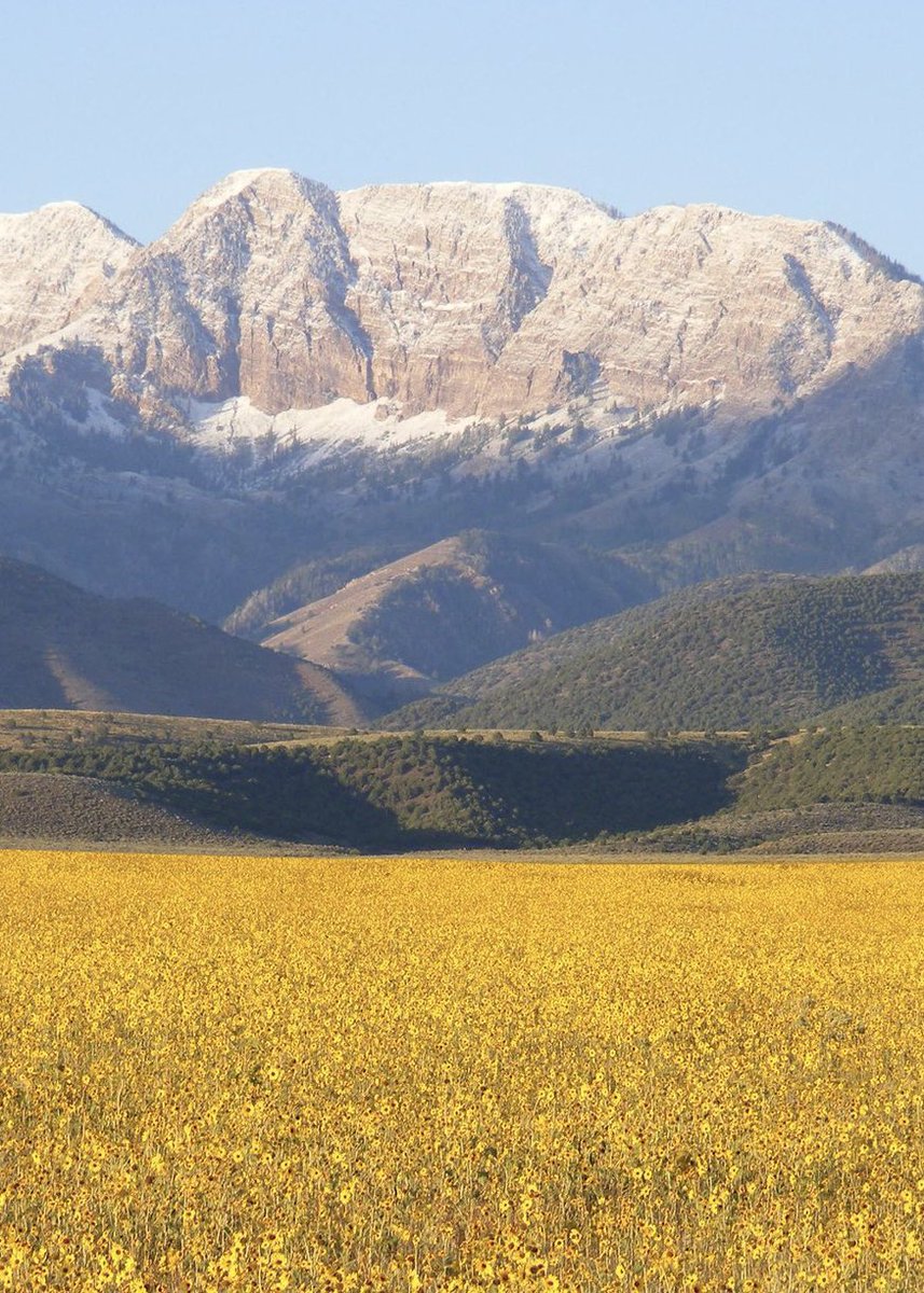 KSL_Matt's tweet photo. SUNFLOWERS &amp; SNOW: Desert beauty this morning with a golden field of sunflowers and snow dusted Stansbury Mountains. 🌻 🏔️ #utwx 

📍: Grantsville, UT
📸: Eric Johnsen https://t.co/Eu1psQqlXd