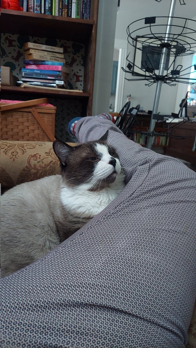 robe_time's tweet photo. he's too polite to lay On me but if i make room for him he will most graciously accept https://t.co/UIWgrBZcsi