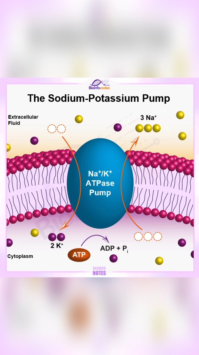 Bioinfocodes YouTube channel has shared a Shorts content about Na/K Ion Pump! 

Link: youtube.com/shorts/zbsfUhZ…

#iontransport #activetransport #ATPase #cellmembrane #nerveimpulse #transporterprotein #neurotransmitterrelease #sodium #potassium #cell #AcademicTwitter…