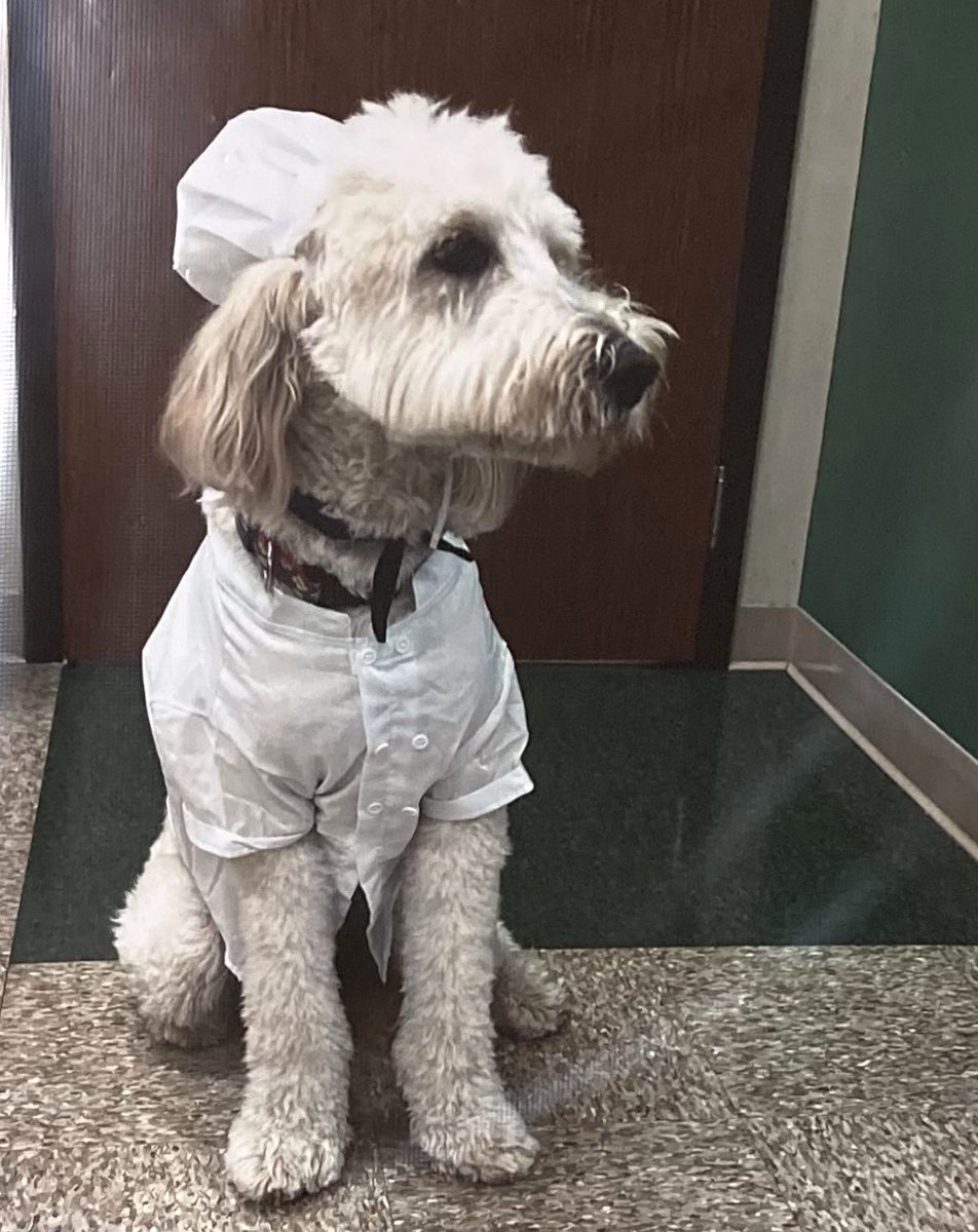 We think Harper may be the cutest “pitch pup” on the planet!

Students at Summit Academy Akron Elementary School, where Harper works joyfully as a therapy dog, named their soon-to-open café after her..

Look out for details on Harper Café. We promise, it will be a treat!

💚💛