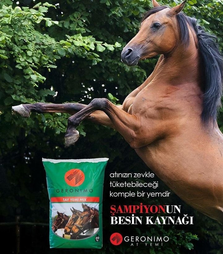 geronimoatyemi's tweet photo. 📌 2y İng.taylarına  Veliefendi'de yapılan GR/TYAYSD Koşusunu Serbay Gül'ün (@Serbaygul01) sahibi olduğu ve GERONIMO'yla beslenen @MarcavellyTr  temsilcisi ÇALDIRAN V.Abiş'le kazandı.

@Eseryesil3 

Tüm Ekibini Tebrik Ederiz

@yavuzmertler @aslantepeli4 @KadirParsak https://t.co/ZImBsZ1GhI