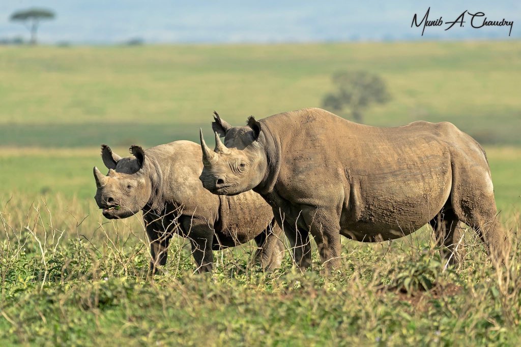 World Rhino Day 2023. 
#WorldRhinoDay #WorldRhinoDay2023 
#EndangeredAnimals 
#endangeredSpecies #poaching 
#WildlifeConservation 
#wildlifephotography #NaturePhotography 
#canonphotography