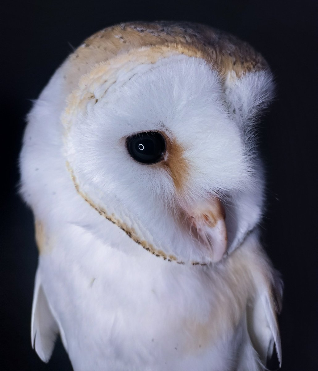 Queen of the night ~ Isn't she sooo beautiful 🦉
Barn Owl ~ Tyto Alba (f)
#barnowl #tytoalba #owls #beautiful #iloveowls #birdconservation #owl #savenature #owlproject 
@BarnOwlTrust