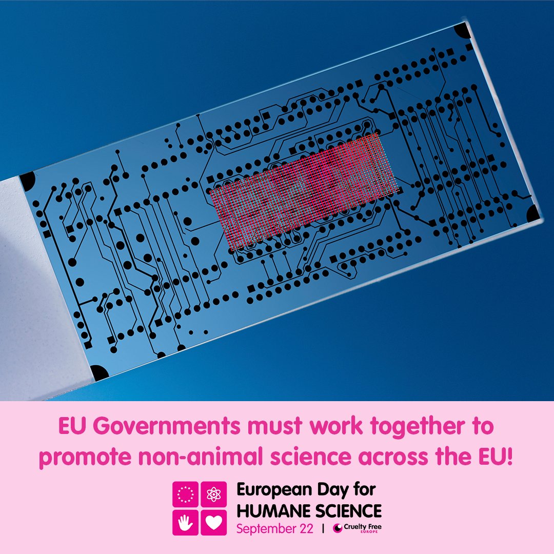 CrueltyFreeEU's tweet image. Thank you to everyone who has taken part and shown support this #EuropeanDayforHumaneScience 🔬 to urge governments across the EU to work together through the European Research Area to promote animal-free science. Our collective voice can make change happen.