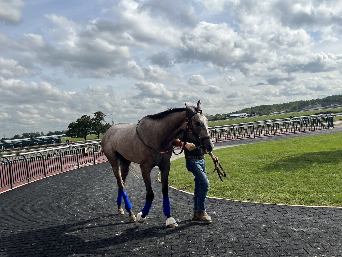 Tim Wilkin (@tjwilkin) on Twitter photo Hoosier Philly checks things out at <a href="/parxracing/">Parx Racing</a> Friday morning, the day before she runs in the $1 million Cotillon for <a href="/TomAmossRacing/">Tom Amoss Racing</a> Hoosier Philly checks things out at <a href="/parxracing/">Parx Racing</a> Friday morning, the day before she runs in the $1 million Cotillon for <a href="/TomAmossRacing/">Tom Amoss Racing</a>