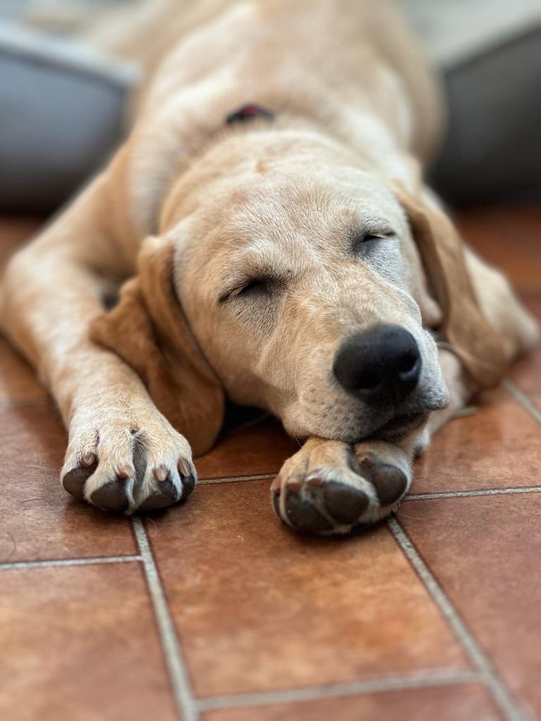 We’ve been adopted by this little poppet ‘butter wouldn’t melt’ 5 month old gorgeous little lab 💗 #puppy #labrador #welcometothefamily #handmade #blighty