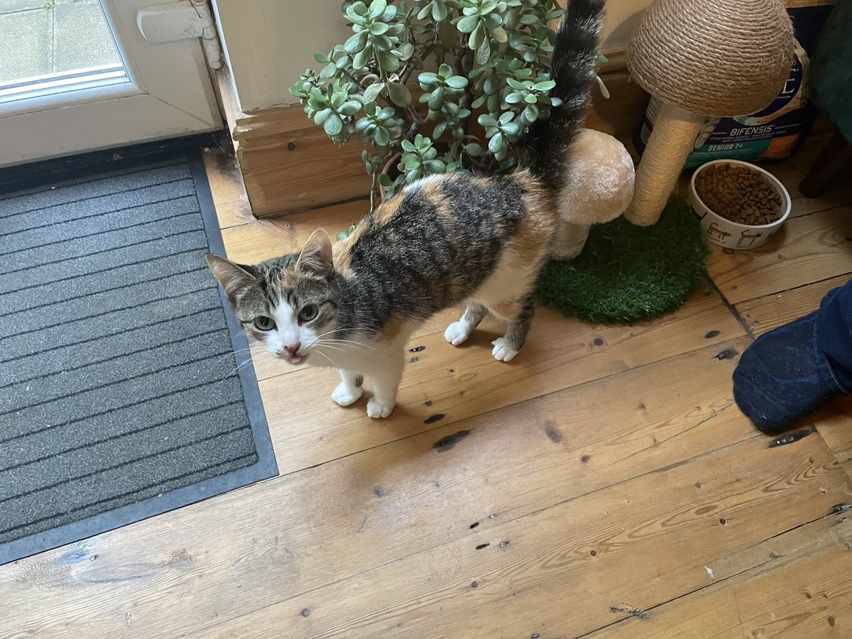 GoatFellBoy's tweet photo. @VimtoTime This cat reminds me of my brothers cat, Olive - little but feisty 😊 https://t.co/wEs7F9JqtJ