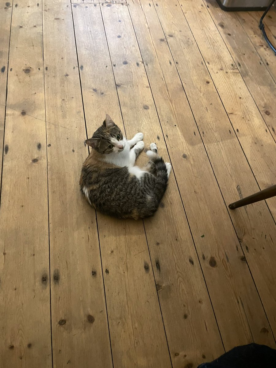 GoatFellBoy's tweet photo. @VimtoTime This cat reminds me of my brothers cat, Olive - little but feisty 😊 https://t.co/wEs7F9JqtJ
