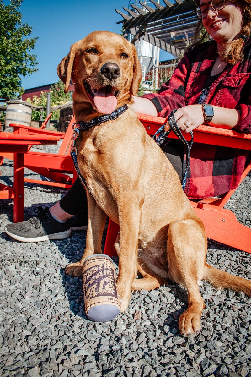 cdangerbrewer's tweet image. Penny Pie is here to tell you to buy your pup a dangerously good dog collar, leash, and a Castle Cream Ale toy.

shop.castledangerbrewery.com/search?q=dog&amp;amp;o…

#dangerouslygooddog #castledangerbrewery #brewerydog