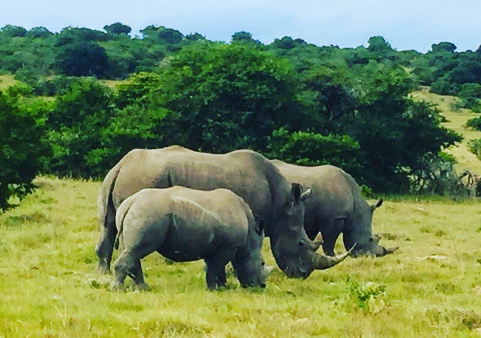 PaulaKerr's tweet photo. 8 WEEKS TO GO until I return to South Africa, to host Fitter Stronger Goes Wild! A conservation levy paid by every guest contributes towards anti-poaching patrols, so that big game, including heavily poached rhinos, are here for future generations. #WorldRhinoDay https://t.co/6nw4DqHsNM