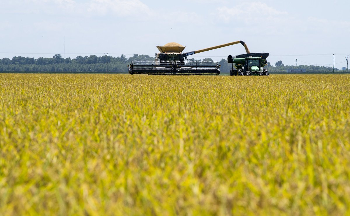 ArkAgResearch's tweet photo. Lanier Nalley &amp; Alvaro Durand-Morat, researchers with @uarkaeab, found that Arkansa could  produce up to 3.5 million more servings of rice annually by improving milling quality. Read more: https://t.co/84wU6XRn3O. @AginArk @AgisAmerica #SouthernAgResearch #FoodSecurity https://t.co/VkK1DhXI19
