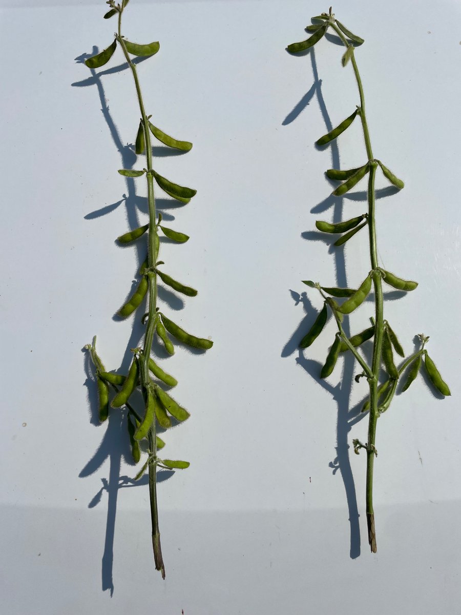 Some double crop soys after wheat planted July 15th podding up nicely. #ontag
