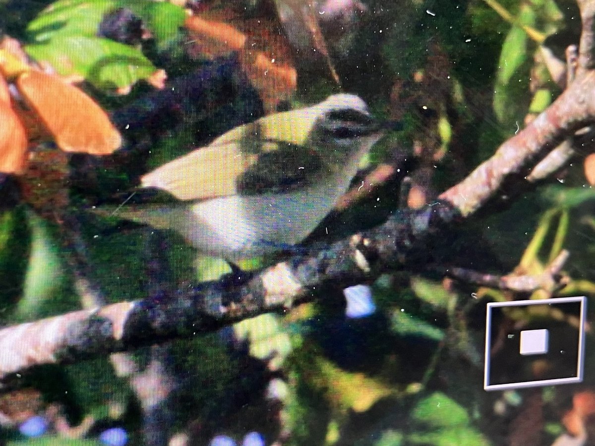 Delighted to finally see a red-eyed vireo today on Inishmore island, Co, Galway. Found yesterday by <a href="/Oileaniarthair/">Hugh Delaney</a>. Eclipse male American wigeon also still with a white wagtail in the area too. #autumnbirding