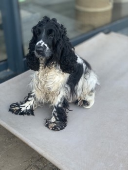 millypod1's tweet photo. π21 SEPT 2023 #Lost POLLY #ScanMe
Blue Roan Cocker Spaniel Female
Fryern Court Road #Burgate #Fordingbridge #Hampshire #SP6
https://t.co/ezE5vOLgAu https://t.co/LPHLrciDey