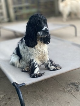 millypod1's tweet photo. π21 SEPT 2023 #Lost POLLY #ScanMe
Blue Roan Cocker Spaniel Female
Fryern Court Road #Burgate #Fordingbridge #Hampshire #SP6
https://t.co/ezE5vOLgAu https://t.co/LPHLrciDey