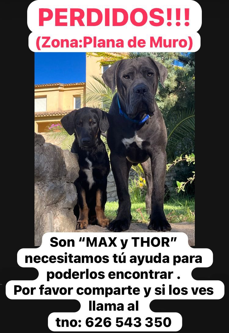 Quique Ivorra tweet media