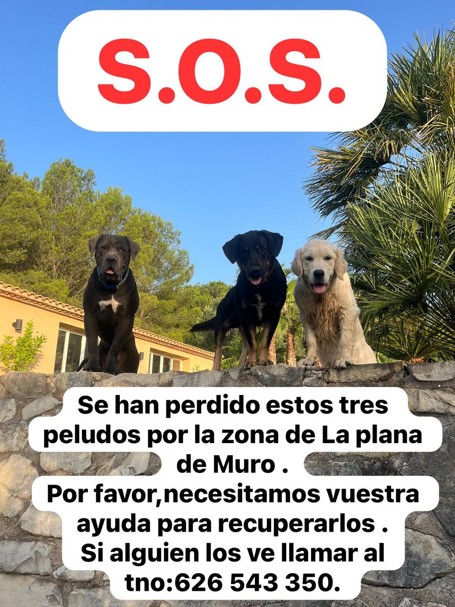 Quique Ivorra tweet media