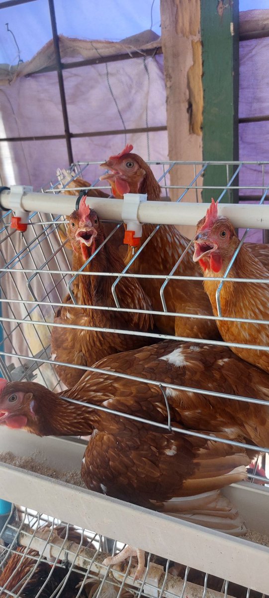 It's been a while, let's comment on the gasping birds!