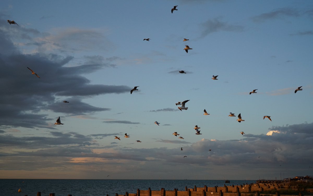 WhitstableLive's tweet photo. Friday #whitstable #sunset #kent https://t.co/vH2UwrJupw