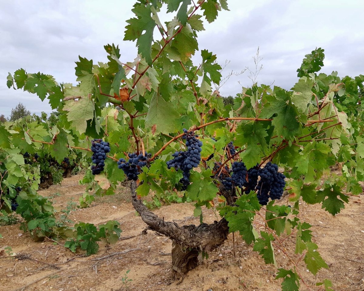 bodegas3piedras's tweet photo. La #vendimia2023 se aproxima… https://t.co/cgENWSceLs