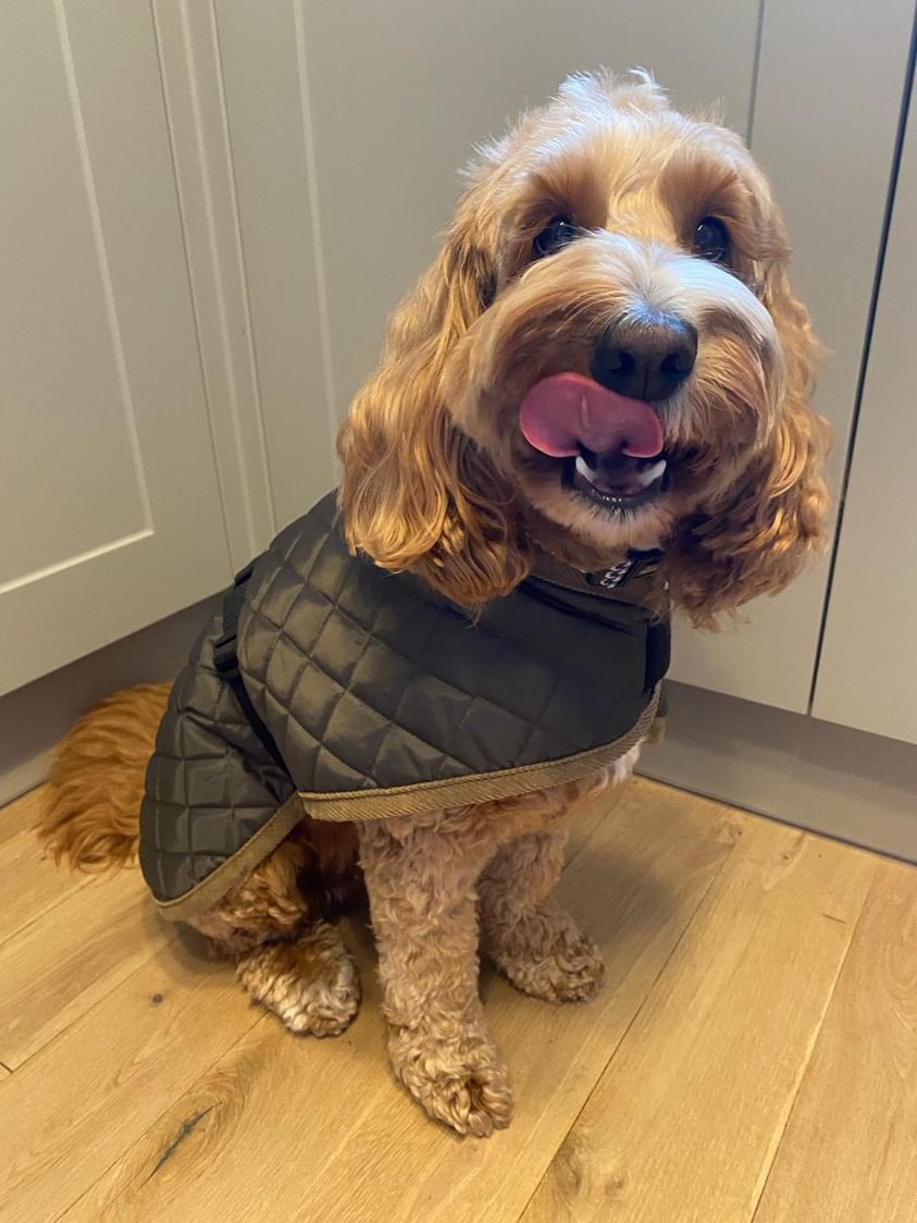 GorPets's tweet image. Meet Milo, the trendsetter in our Edinburgh jacket! 🐶❄️ Stay warm and stylish like Milo this winter. 🧥 #DogFashionista #EdinburghJacket #GorPets