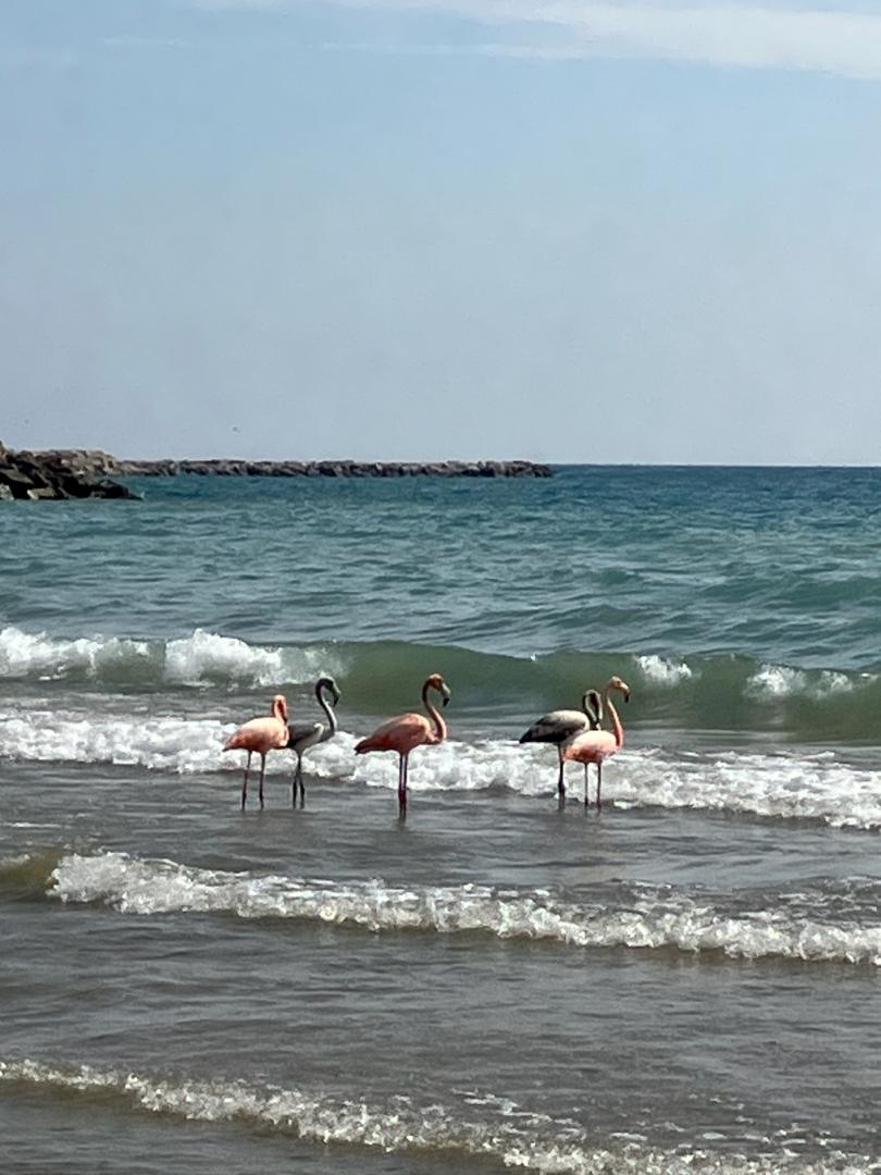 Mark_Baden's tweet image. THIS IS REAL! NOT FAKE NEWS! There are actually flamingos in Port Washington right now. Appropriately, they are on South Beach.