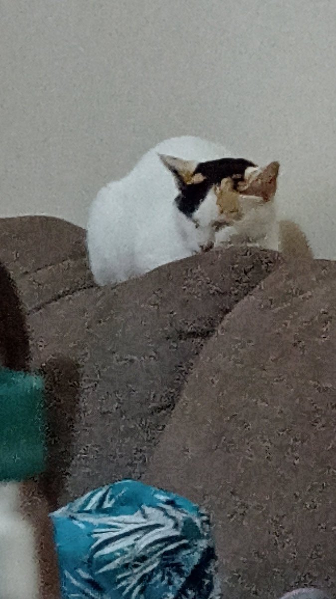 Kit__Cat__'s tweet image. CLASSIFIQUE SEU PET 

raça: gatito
nome: mel
beleza: 9,9/10 só perde pra filha 
inteligência: 10/10 vive passando a perna em mim
raiva: 100/10 odeio o mundo 
já mordeu alguém: literalmente todo mundo 
apelidos: meliante, melda