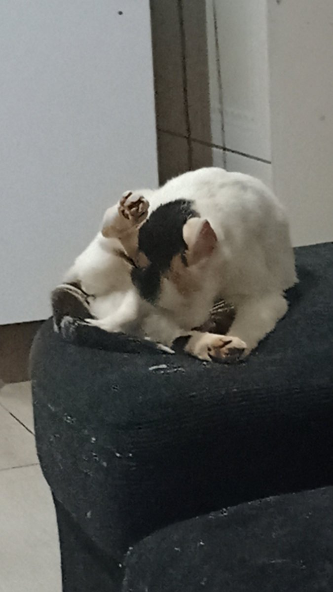 Kit__Cat__'s tweet image. CLASSIFIQUE SEU PET 

raça: gatito
nome: mel
beleza: 9,9/10 só perde pra filha 
inteligência: 10/10 vive passando a perna em mim
raiva: 100/10 odeio o mundo 
já mordeu alguém: literalmente todo mundo 
apelidos: meliante, melda