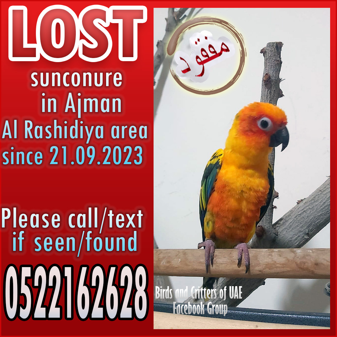 #lostparrot #lostparrots #lostpet #lostandfoundparrots  #lostandfoundparrotsinuae #birdsandcrittersofuae #lostpet #lostpets #parrots #sunconure #sunconures  #conure #conures  #lostconure #lostsunconure #uae #ajman #ajmanpets #rashidiyaajman