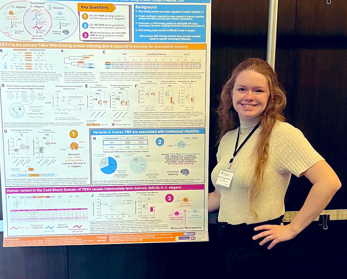 ANHayden1997's tweet image. Come check out my poster today (#33) on how the CEY-1/YBX RNA binding proteins are novel, conserved regulators of associative memory and cognition!   Fun fact - we have both model organism and human data 👀 #Pavlovian2023