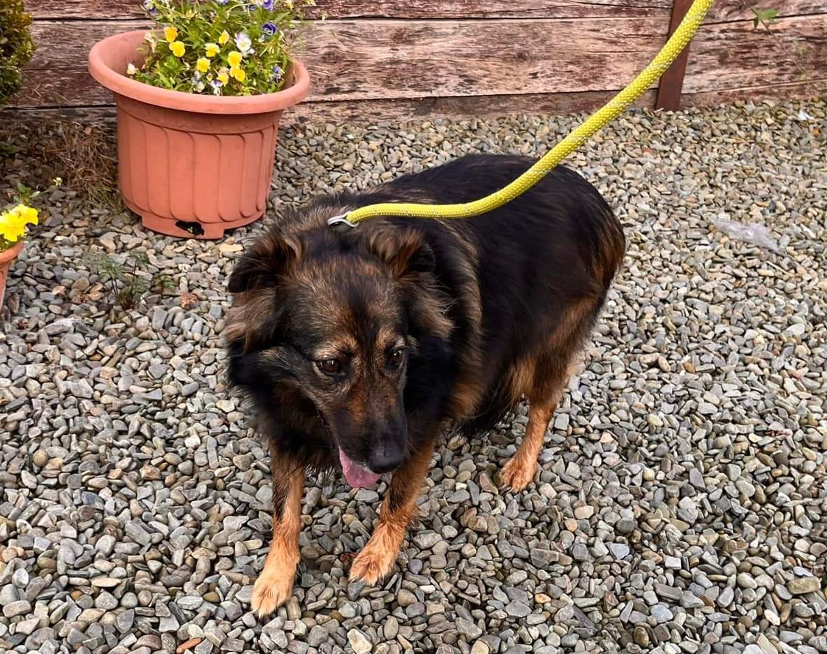 Unfortunately we haven't received any adoption applications for Lady yet.💔 Thank you to everyone who has shared her info & commented. We really, really want to find her a loving home. Please keep highlighting her story 💓