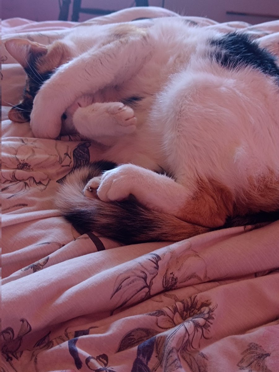 Kit__Cat__'s tweet image. CLASSIFIQUE SEU PET 

raça: gato
nome: mila
beleza: 100000/10 imagens auto explicativas
inteligência: 5/10 neutra
raiva: -10/10 
já mordeu alguém: nem sabe o que é isso
apelidos: milasquei