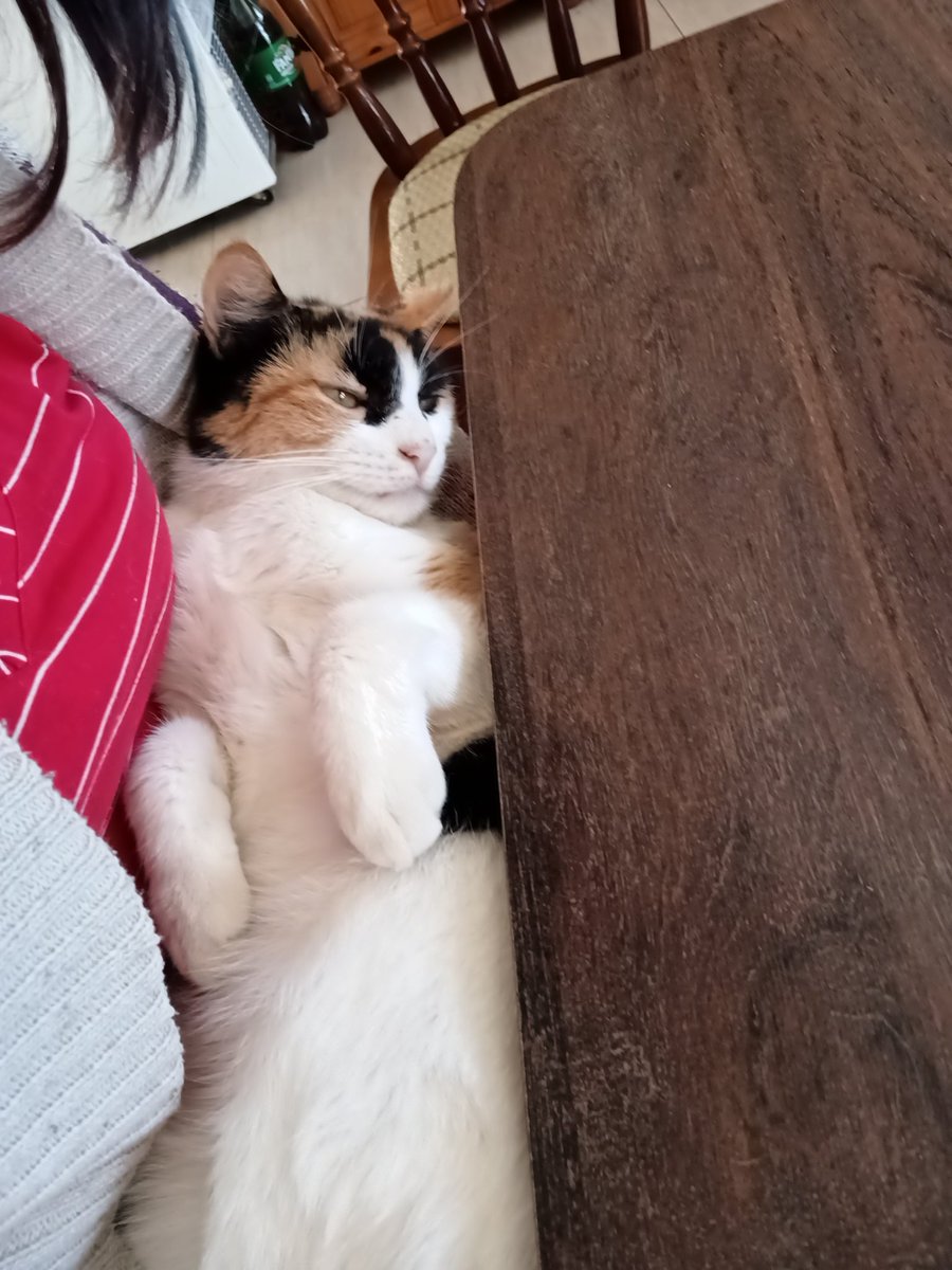 Kit__Cat__'s tweet image. CLASSIFIQUE SEU PET 

raça: gato
nome: mila
beleza: 100000/10 imagens auto explicativas
inteligência: 5/10 neutra
raiva: -10/10 
já mordeu alguém: nem sabe o que é isso
apelidos: milasquei